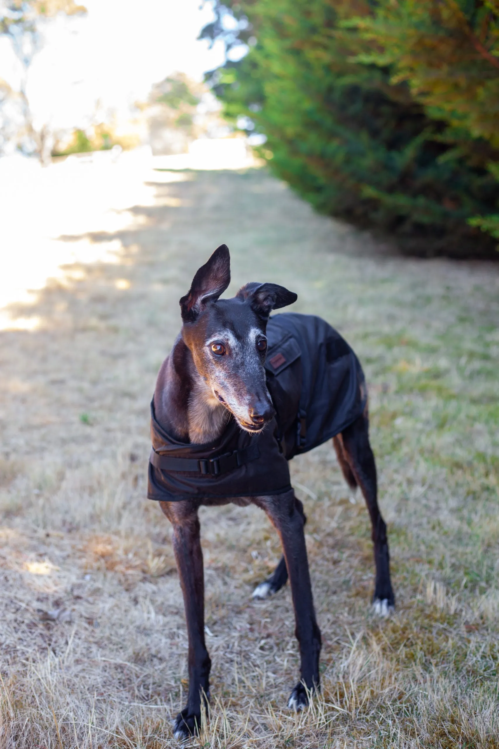 Dog Coats Oilskin Pockets