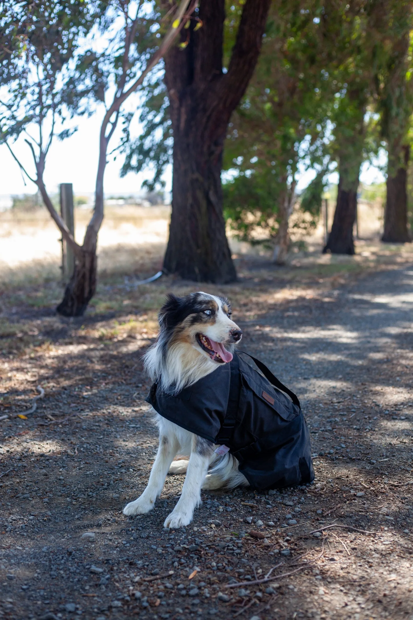 Dog Coats Oilskin Pockets